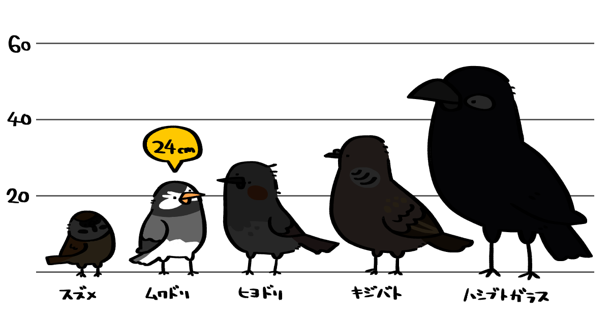 ものさし鳥 | トリまみれイラスト