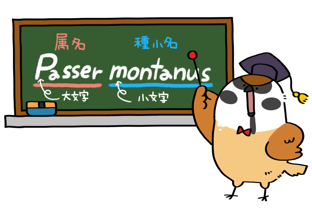 学名について説明するスズメさん | トリまみれイラスト