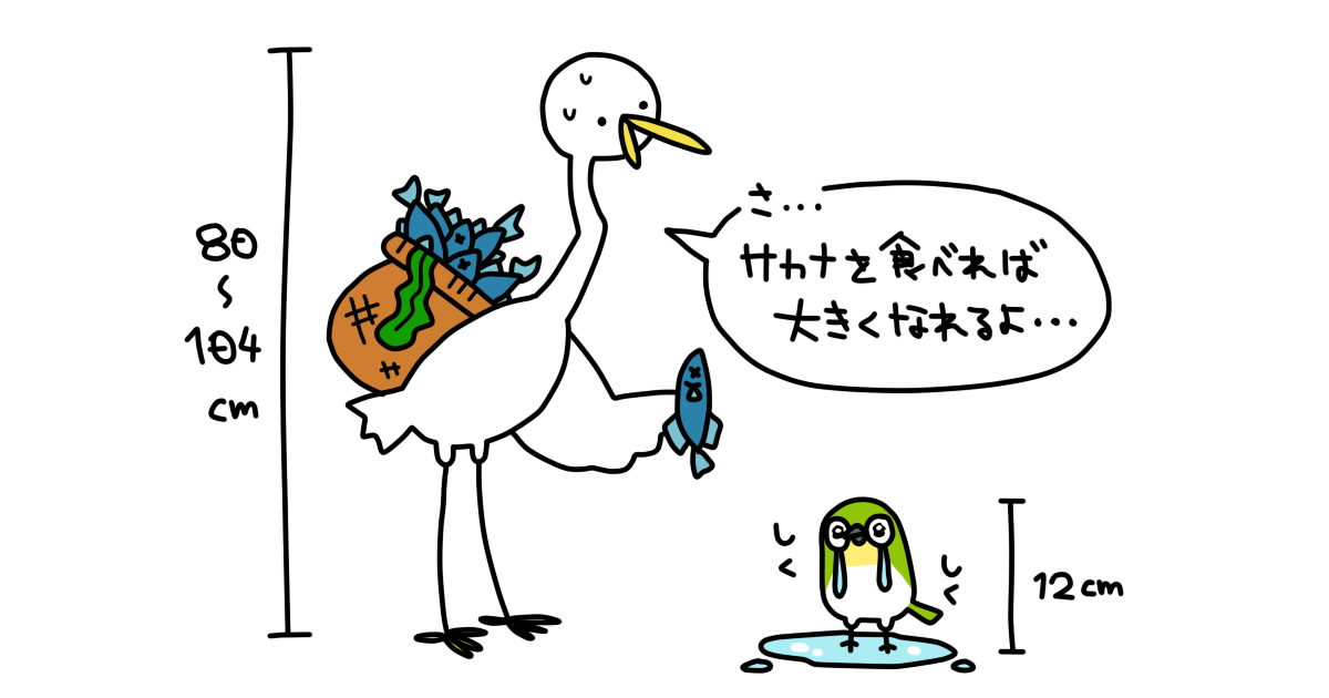 鳥の身体測定 鳥の大きさってドコからドコまで 全長 翼開長ナド測り方イロイロ コトリペストリ