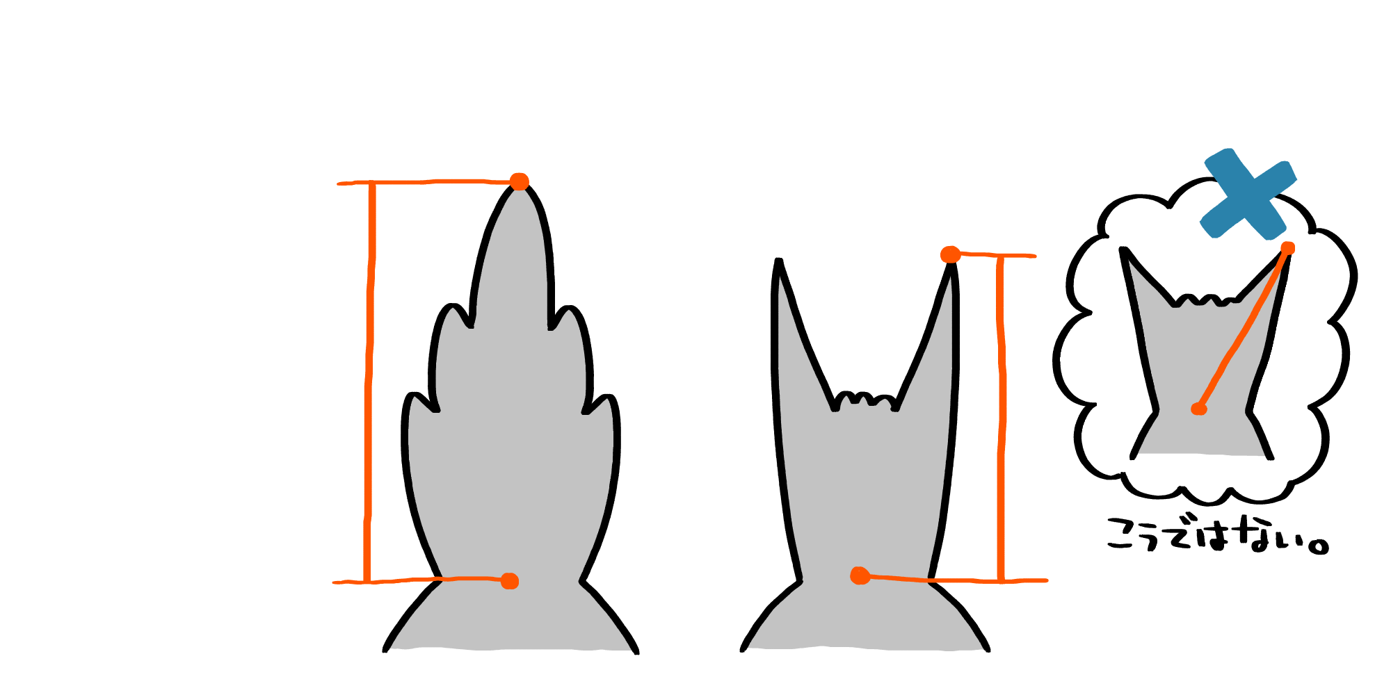 尾長の測り方 | トリまみれイラスト