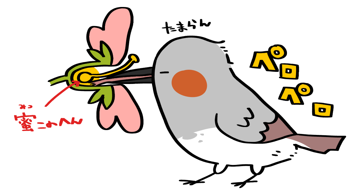 花の蜜が大好き 甘党な鳥たちの蜜の吸い方と便利な体の仕組みを大公開 メジロ ヒヨドリ スズメ コトリペストリ